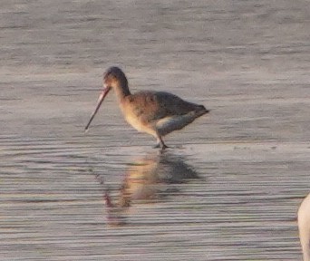 オグロシギ - ML646281710