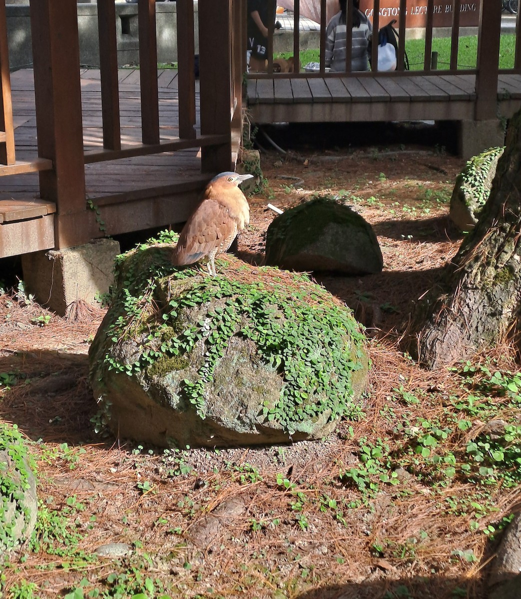 ズグロミゾゴイ - ML646281711