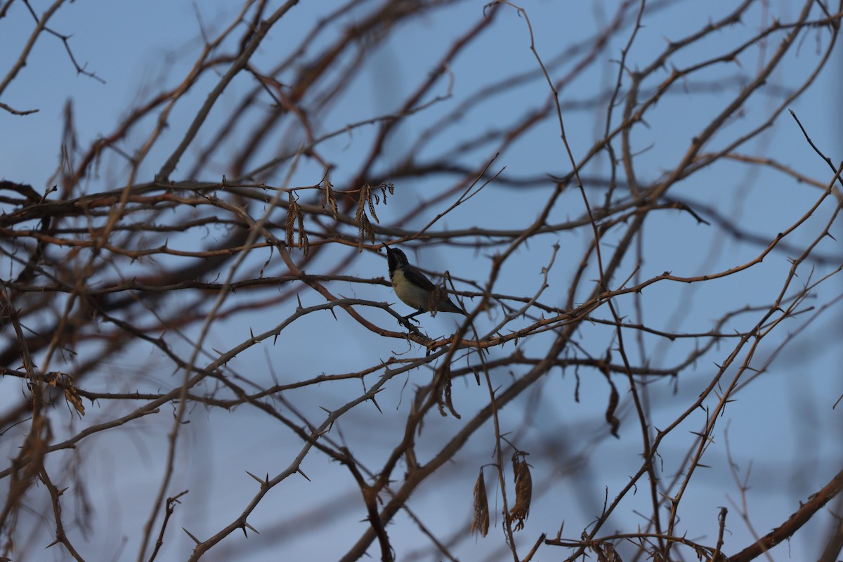 ムラサキタイヨウチョウ - ML646281712