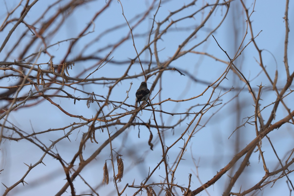 ムラサキタイヨウチョウ - ML646281713