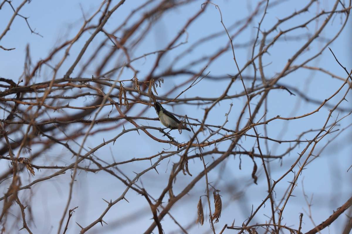 ムラサキタイヨウチョウ - ML646281714