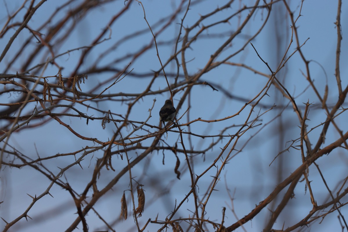 ムラサキタイヨウチョウ - ML646281715