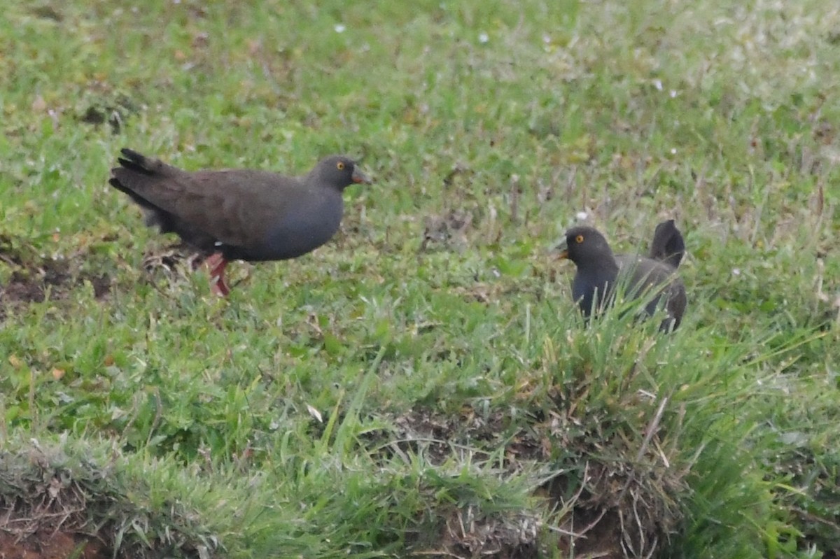 オグロバン - ML646281717