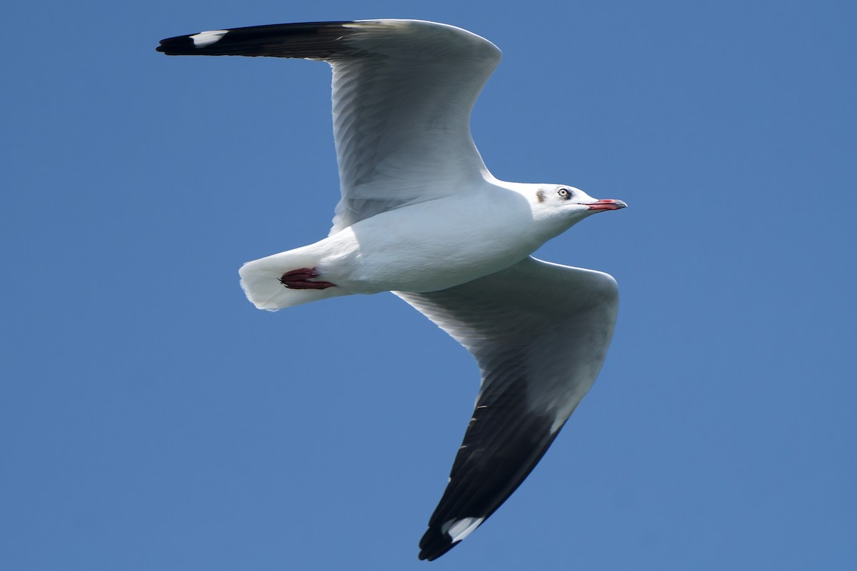 Brown-headed Gull - ML646281725