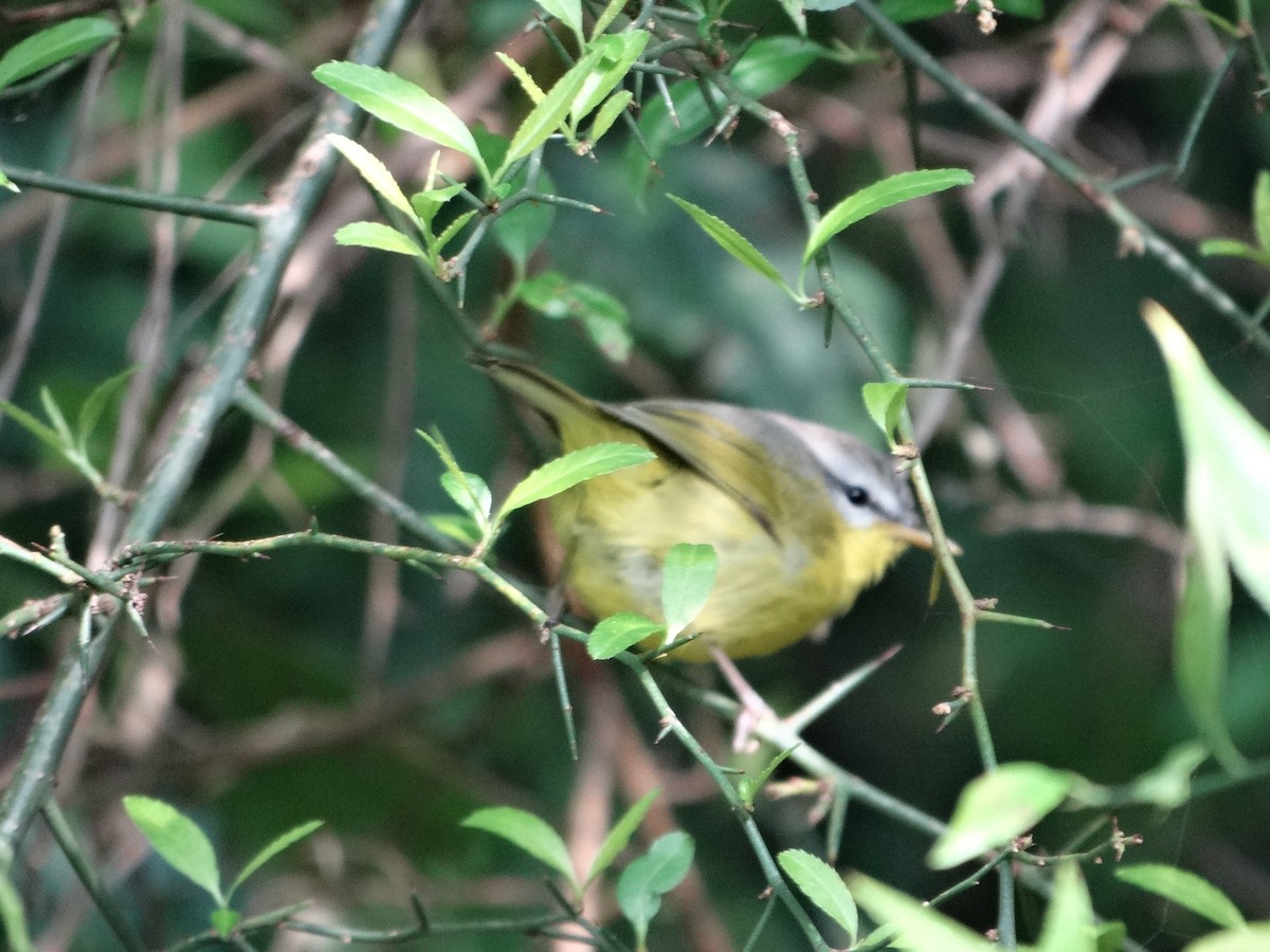 Graukopf-Laubsänger - ML646281733