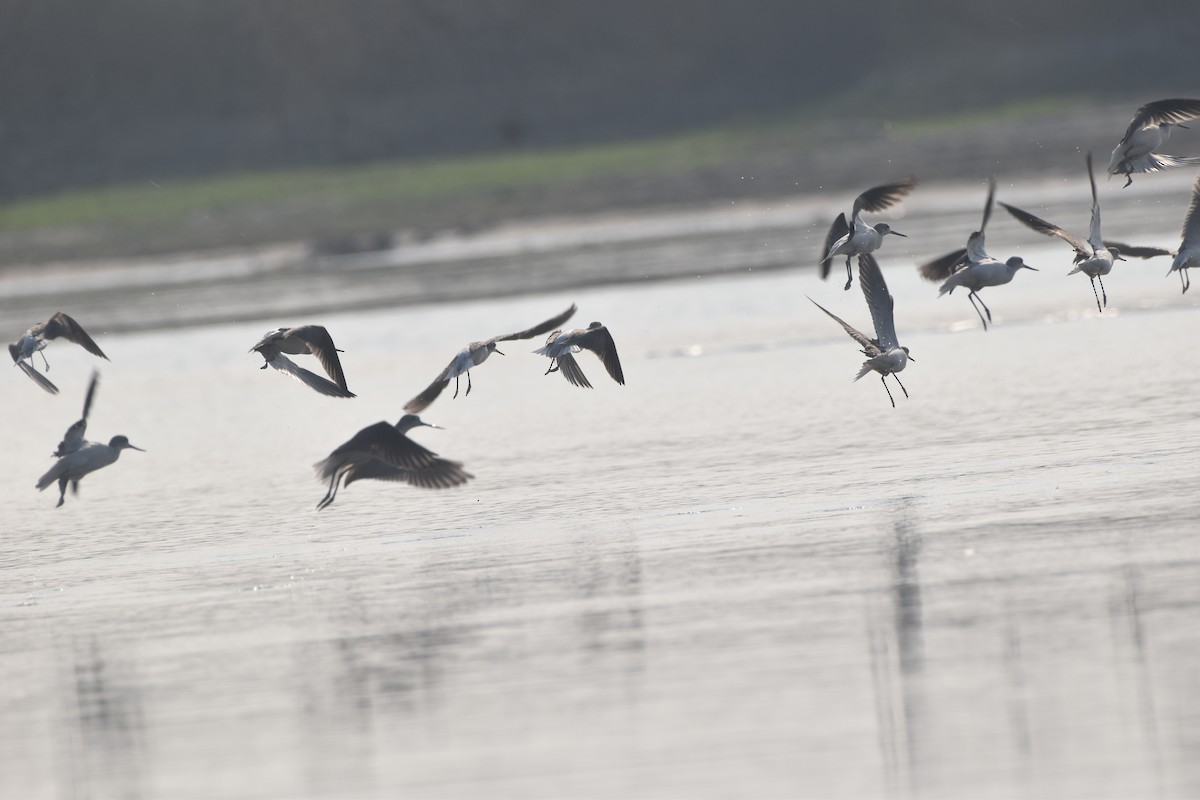 vodouš šedý - ML646281734