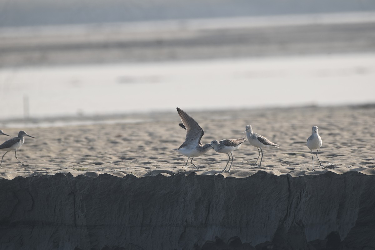 vodouš šedý - ML646281735