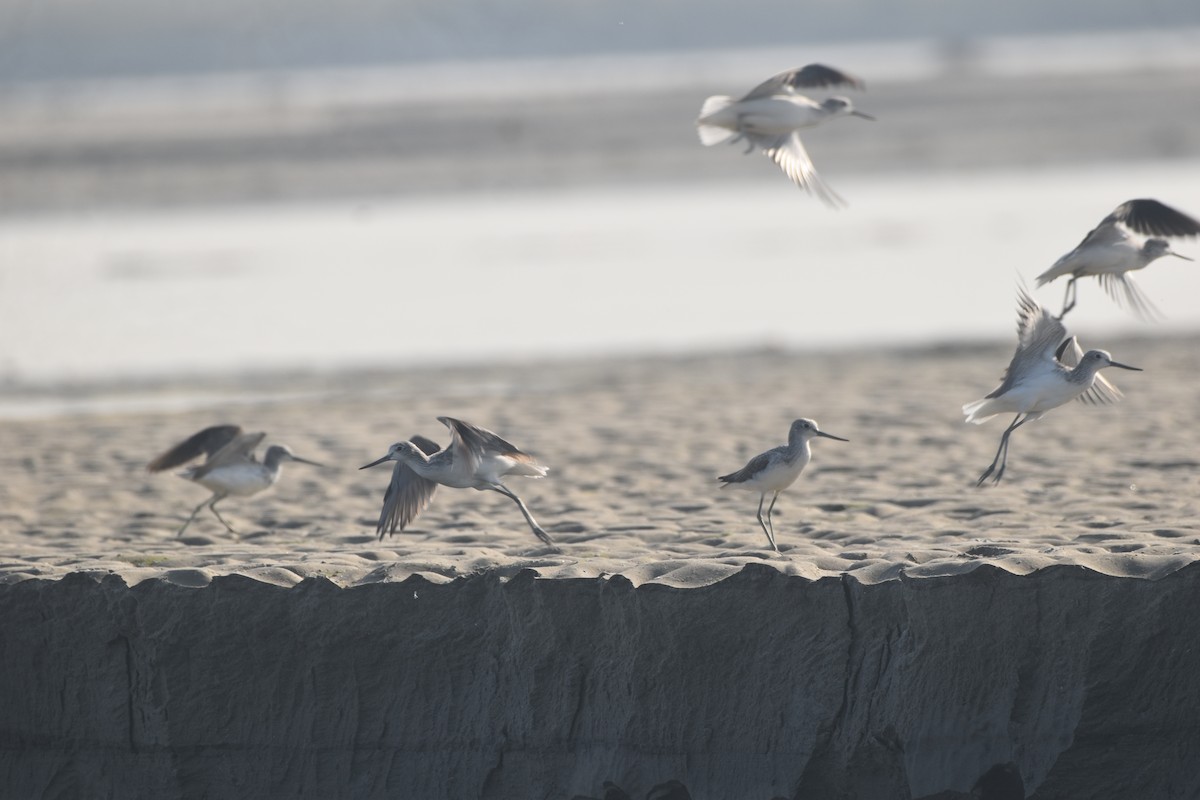 vodouš šedý - ML646281736