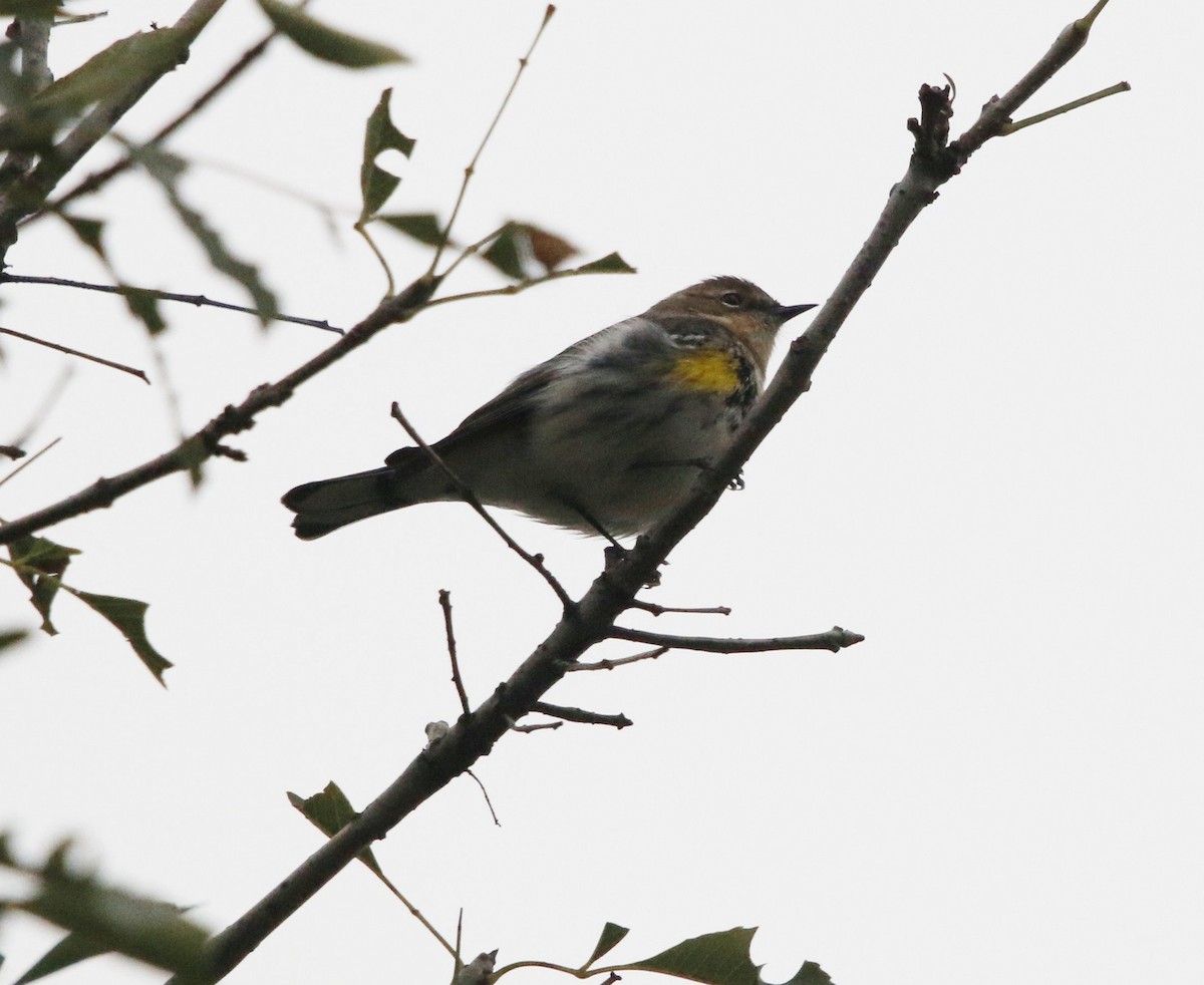 Yellow-rumped Warbler - ML646281739