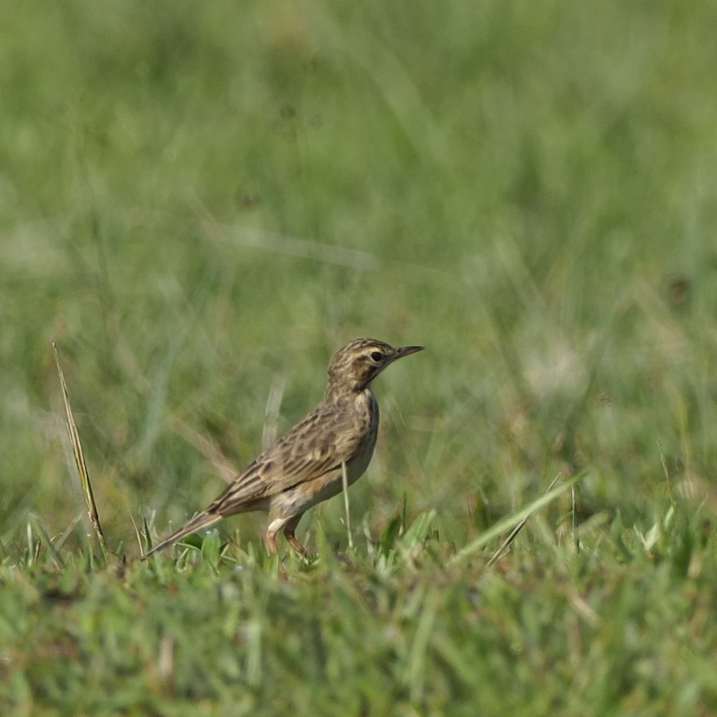 Paddyfield Pipit - ML646281745