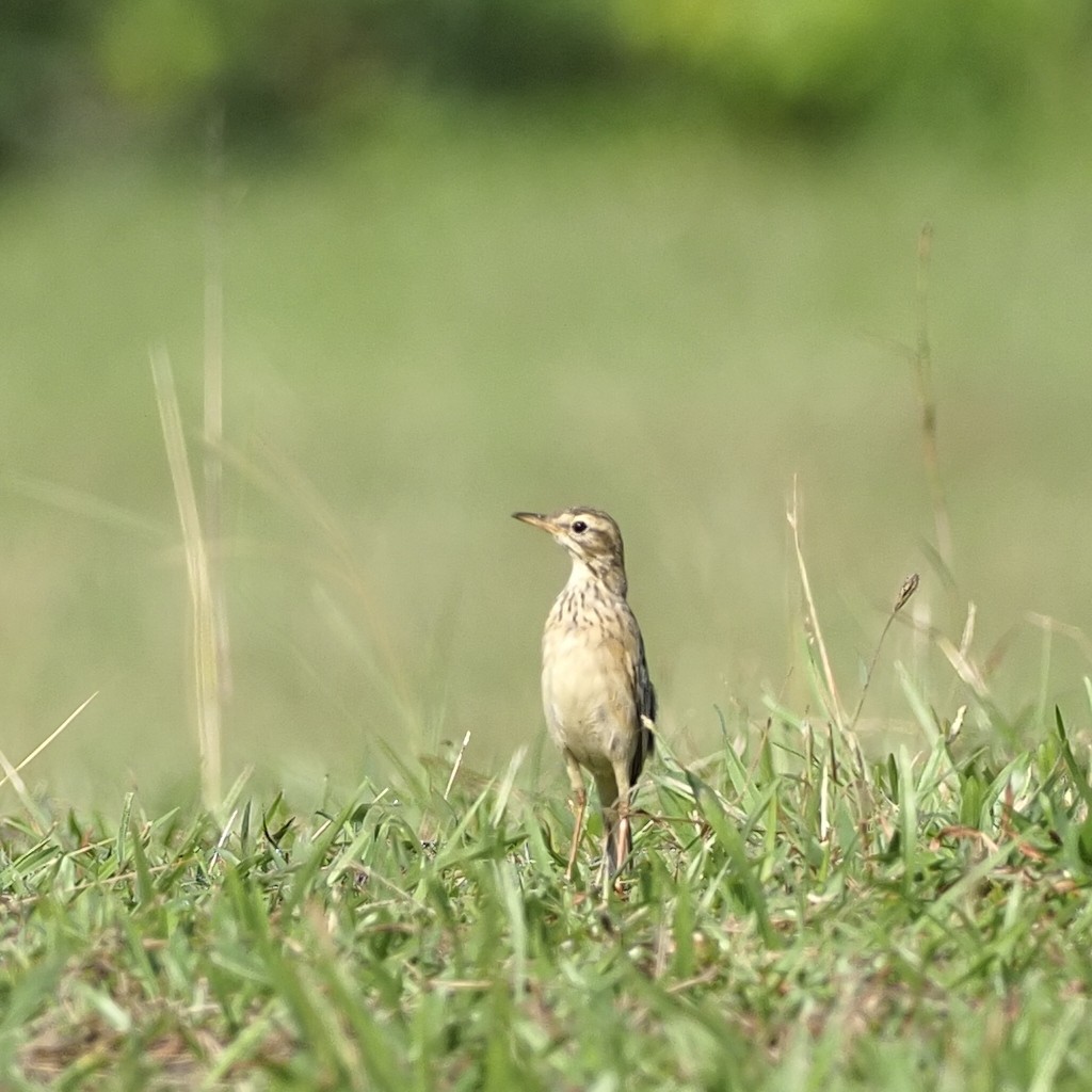 Paddyfield Pipit - ML646281747