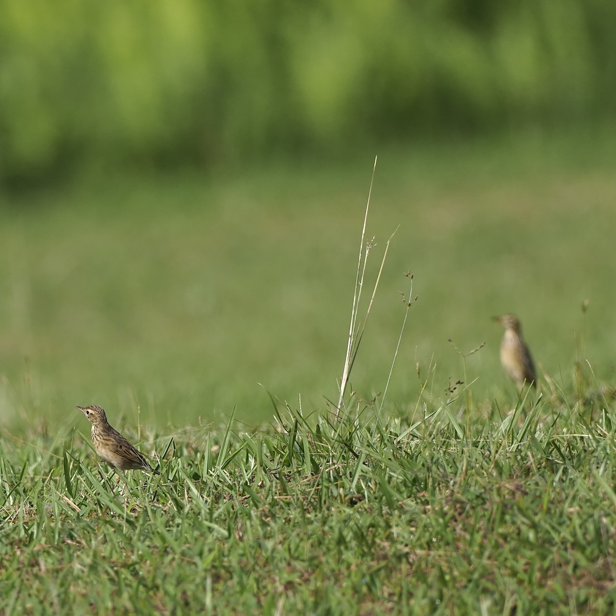 Çeltik İncirkuşu - ML646281748