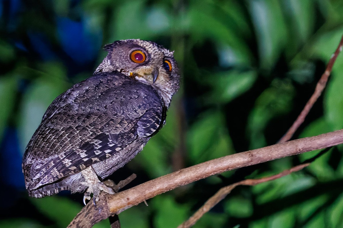 Everett İshakkuşu - ML646281750