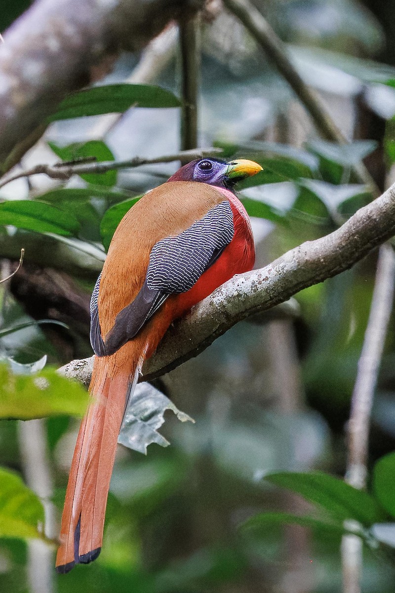 Filipin Trogonu - ML646281751