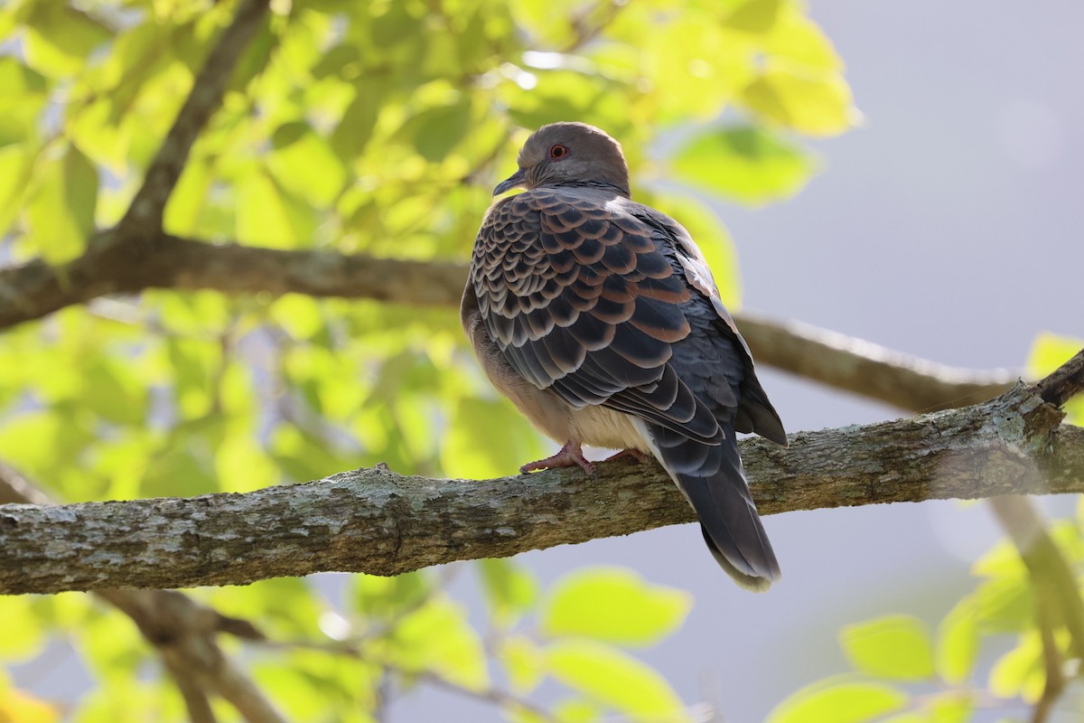 Büyük Üveyik - ML646281752