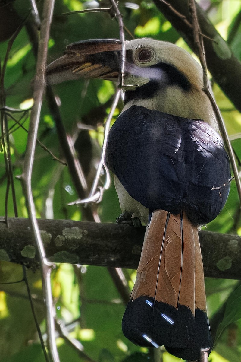 Samar Boynuzgagası - ML646281753