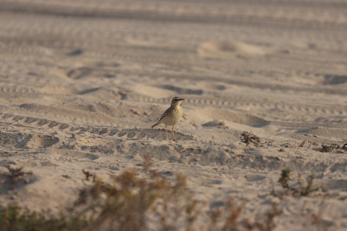 Kır İncirkuşu - ML646281754