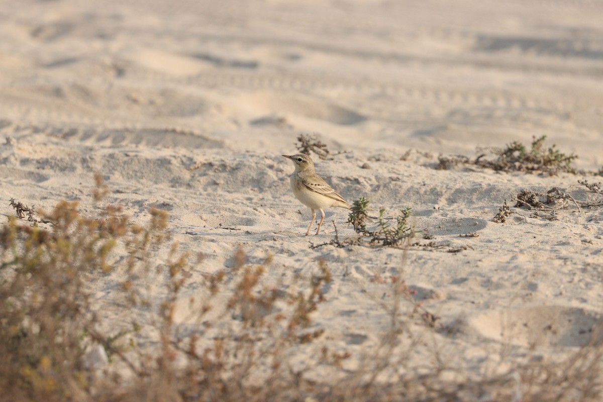 Kır İncirkuşu - ML646281755