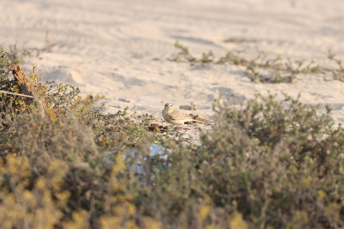 Kır İncirkuşu - ML646281756