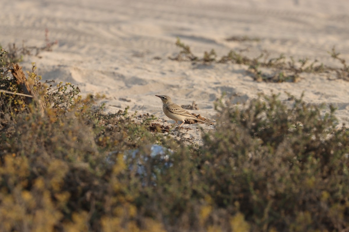 Kır İncirkuşu - ML646281757