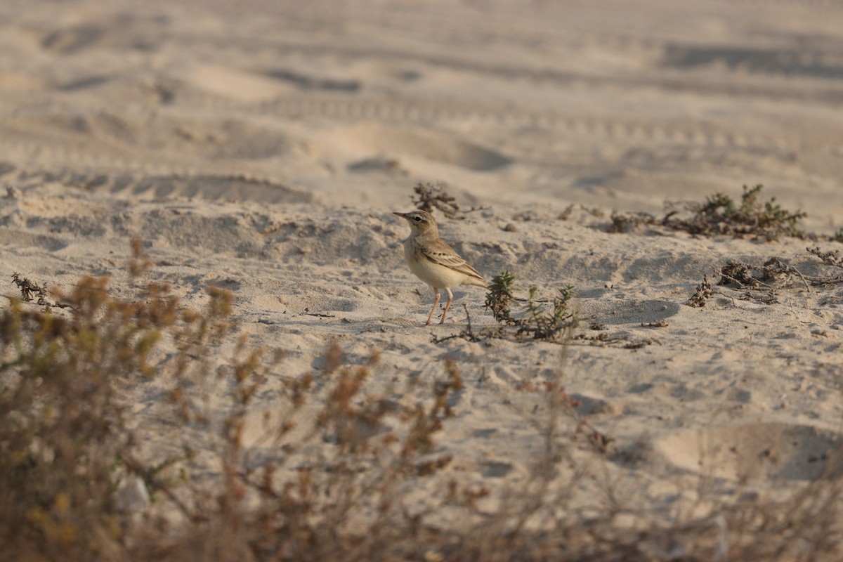 Kır İncirkuşu - ML646281759