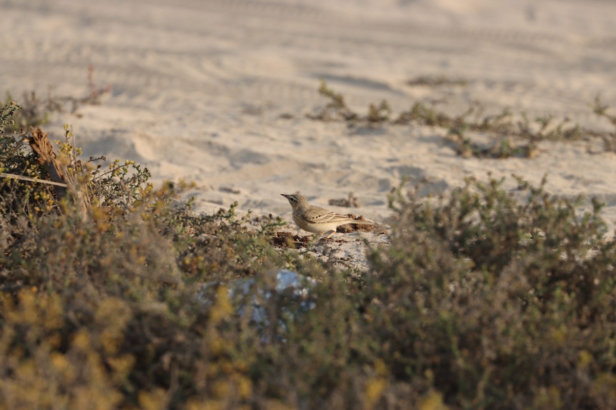 Kır İncirkuşu - ML646281760