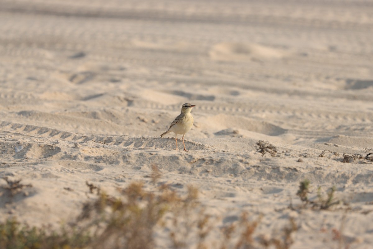 Kır İncirkuşu - ML646281761