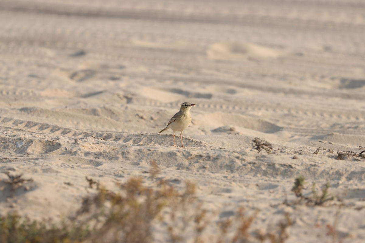 Kır İncirkuşu - ML646281762