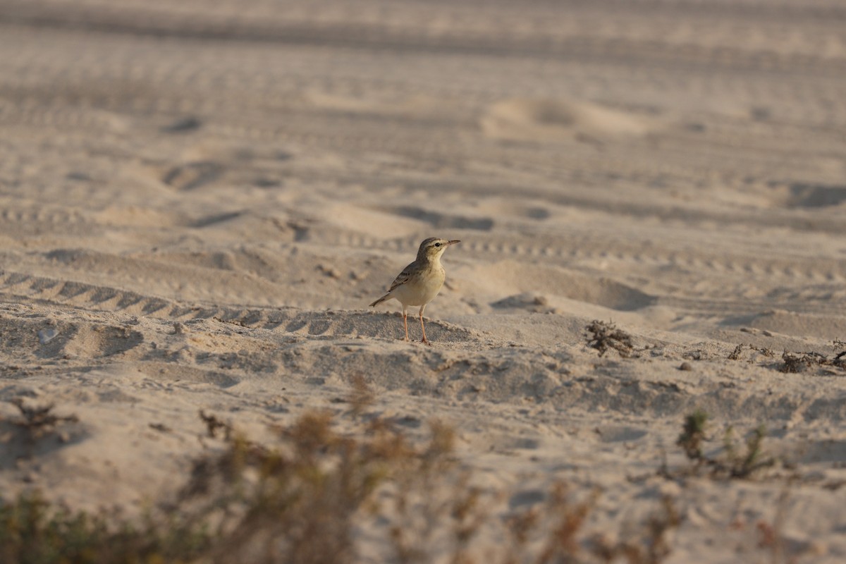 Kır İncirkuşu - ML646281763