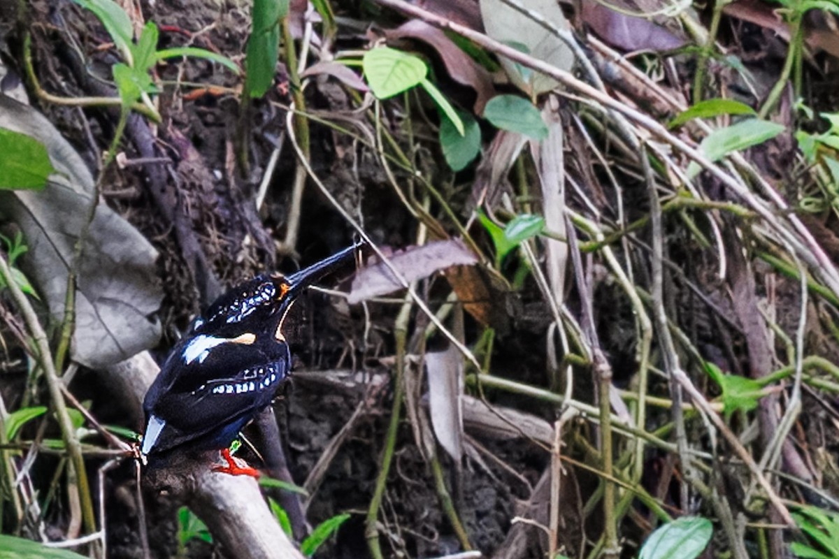 Kuzeyli Gümüş Sırtlı Yalıçapkını - ML646281764