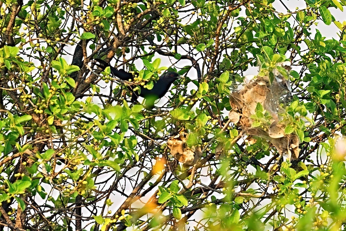 Pasifik Koeli - ML646281766