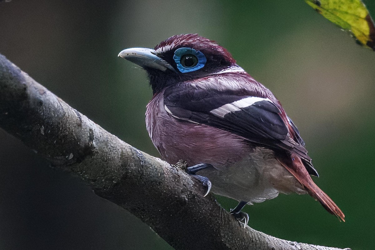 Visayas Genişgagası - ML646281768