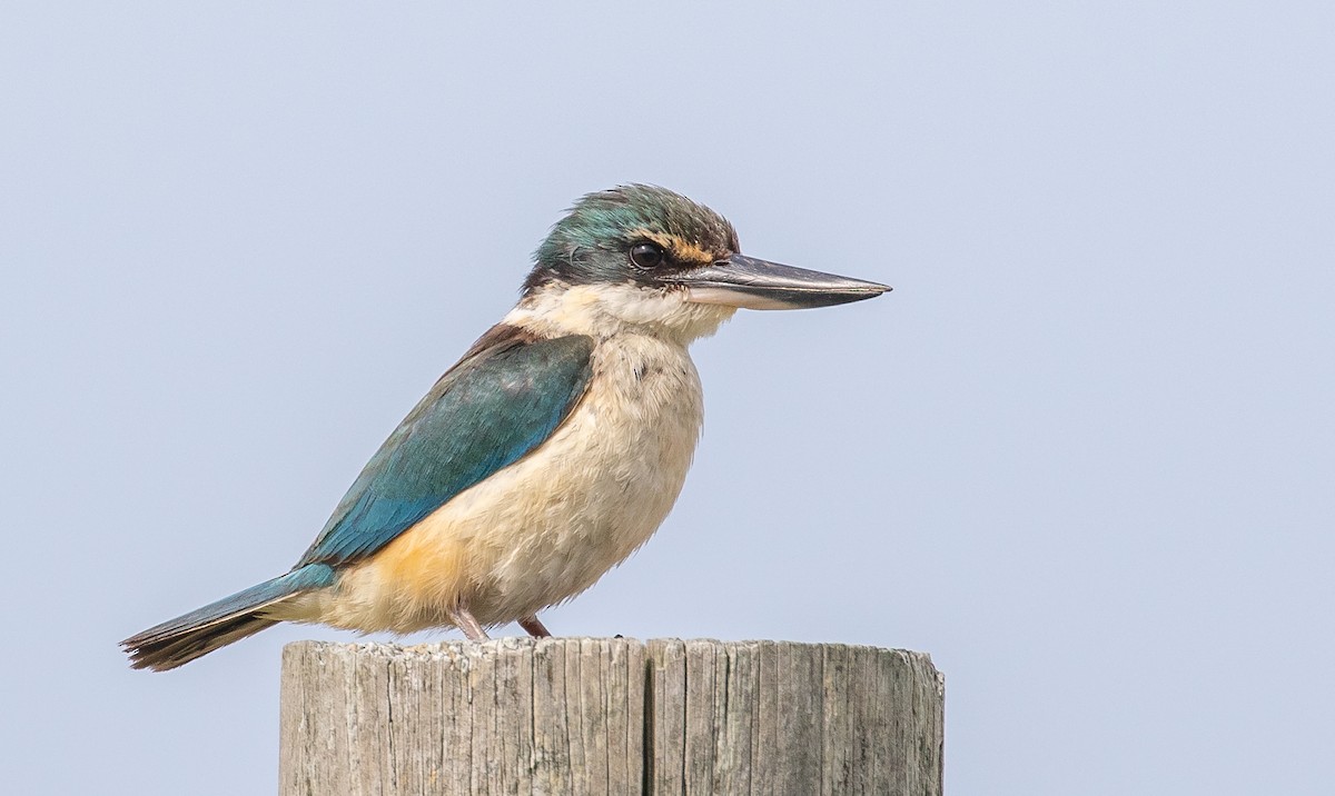 Kutsal Yalıçapkını (vagans) - ML646281769