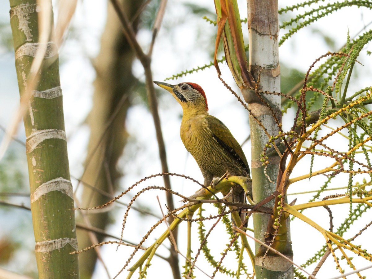 Karnı Çizgili Ağaçkakan - ML646281770