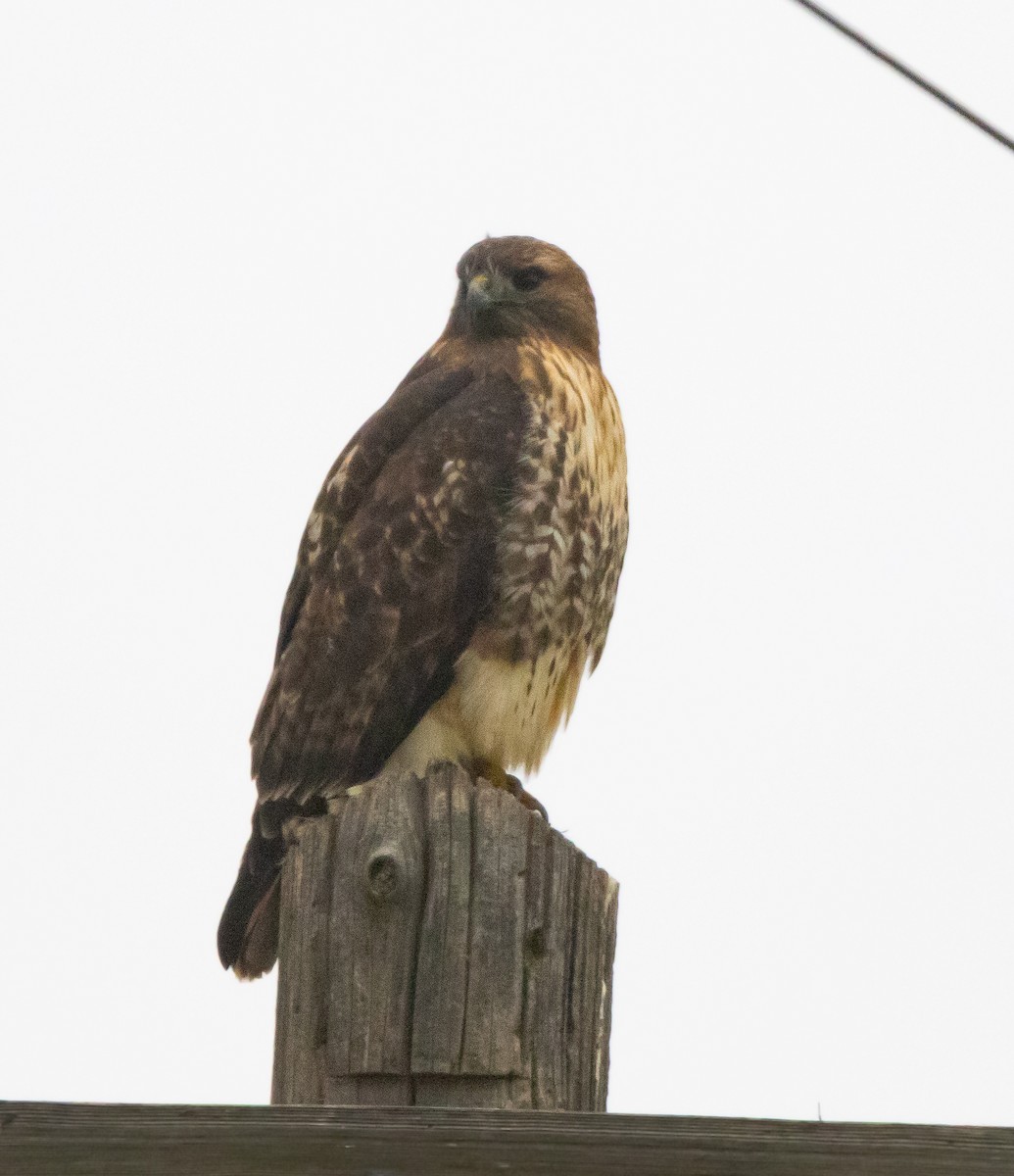 Kızıl Kuyruklu Şahin - ML646281771