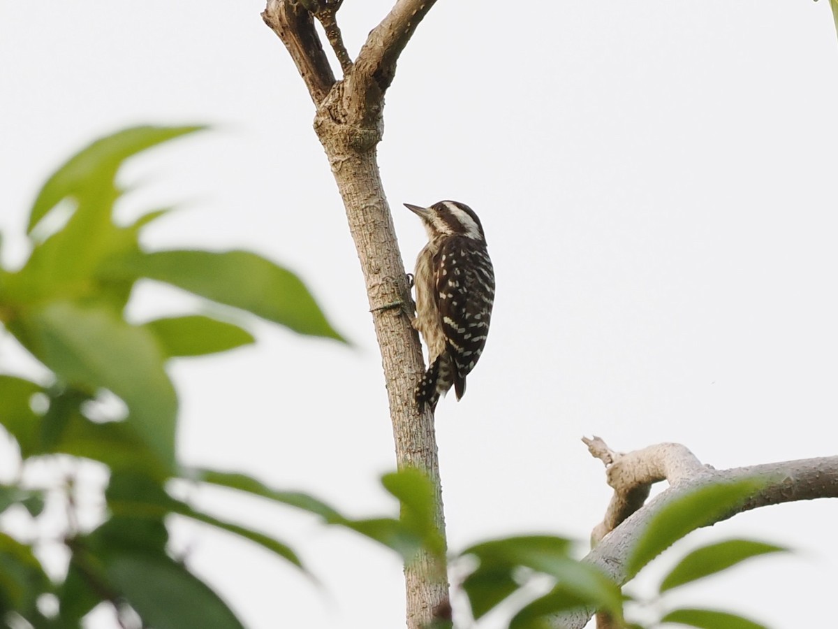 Sunda Ağaçkakanı - ML646281773