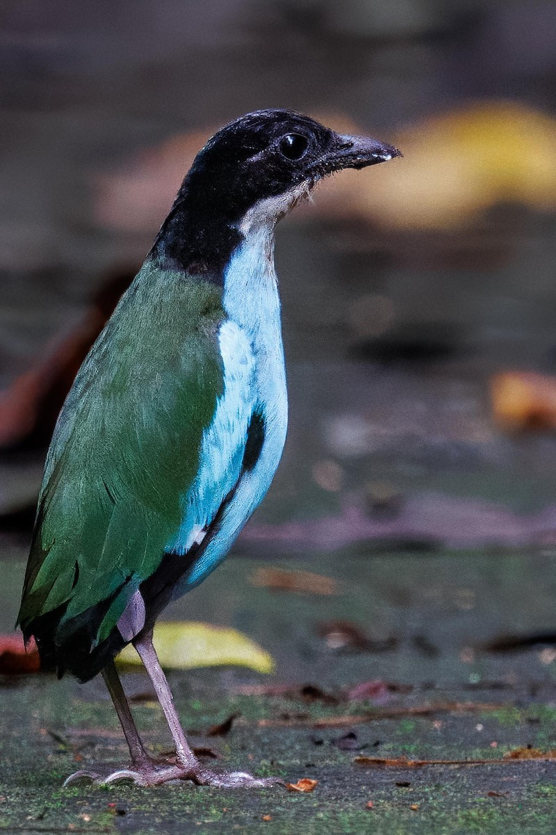 Gök Mavisi Pitta - ML646281774