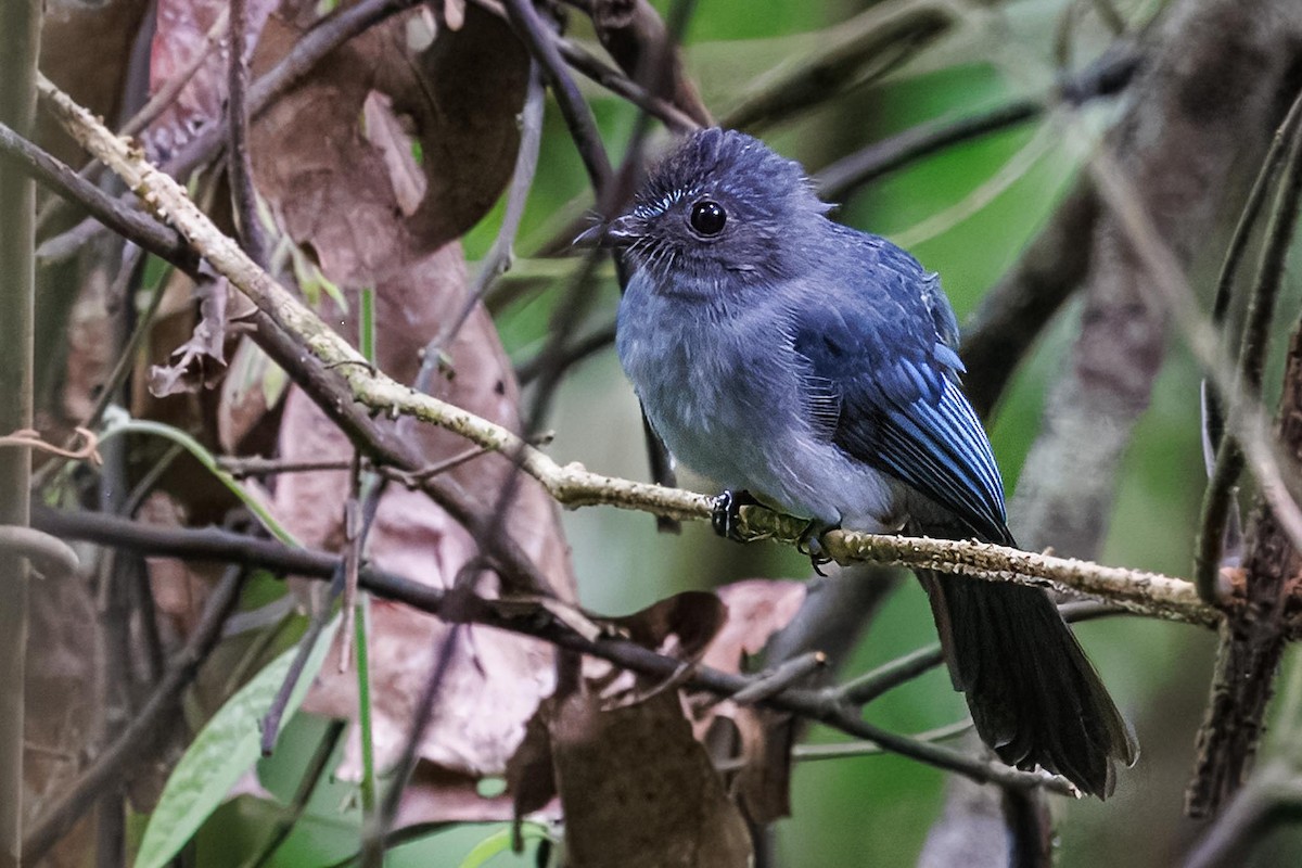 Visayas Mavi Katmerkuyruk - ML646281775