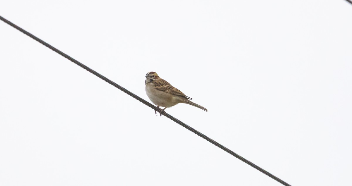 Toygar Serçesi - ML646281776