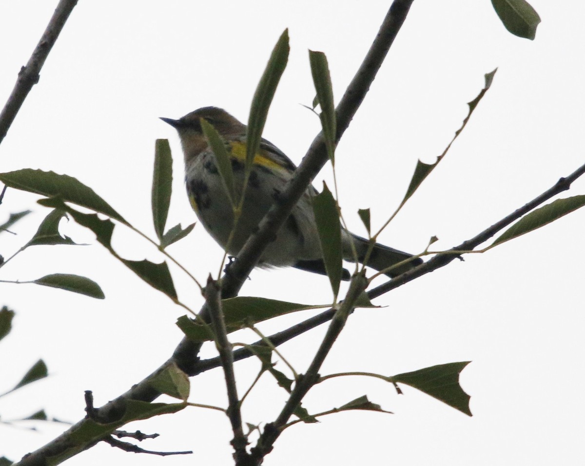 Taçlı Ötleğen - ML646281777