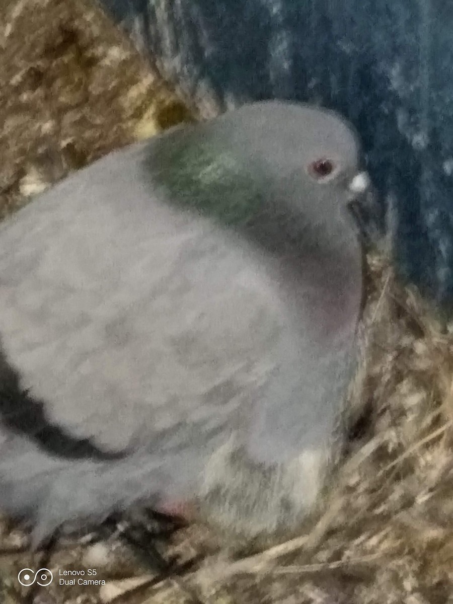 Kaya Güvercini (evcil tip) - ML646281778