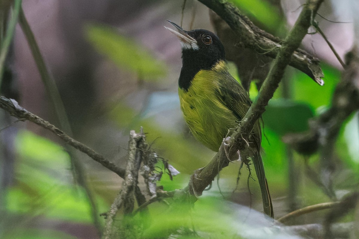 Samar Terzikuşu - ML646281779