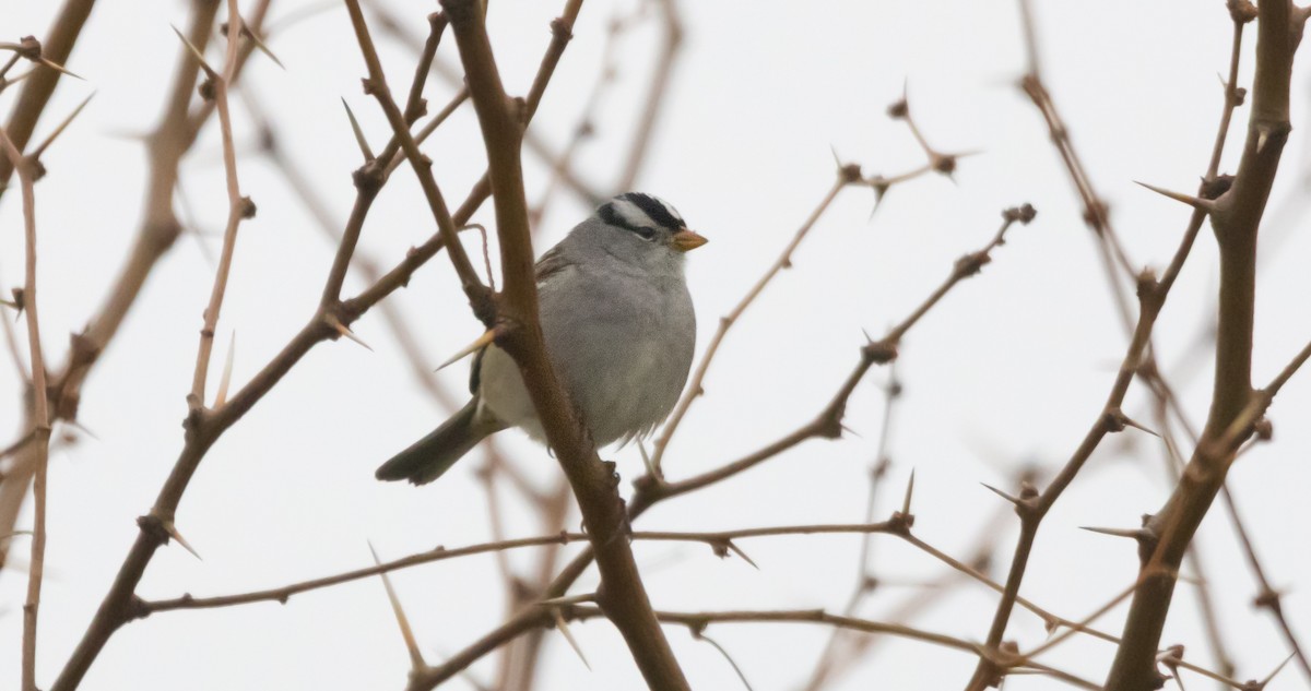 Porsuk Serçesi - ML646281780