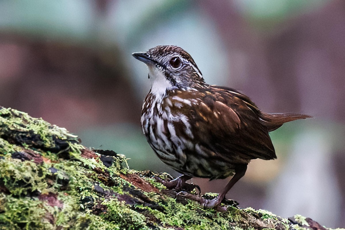 Striated Wren-Babbler - ML646281781