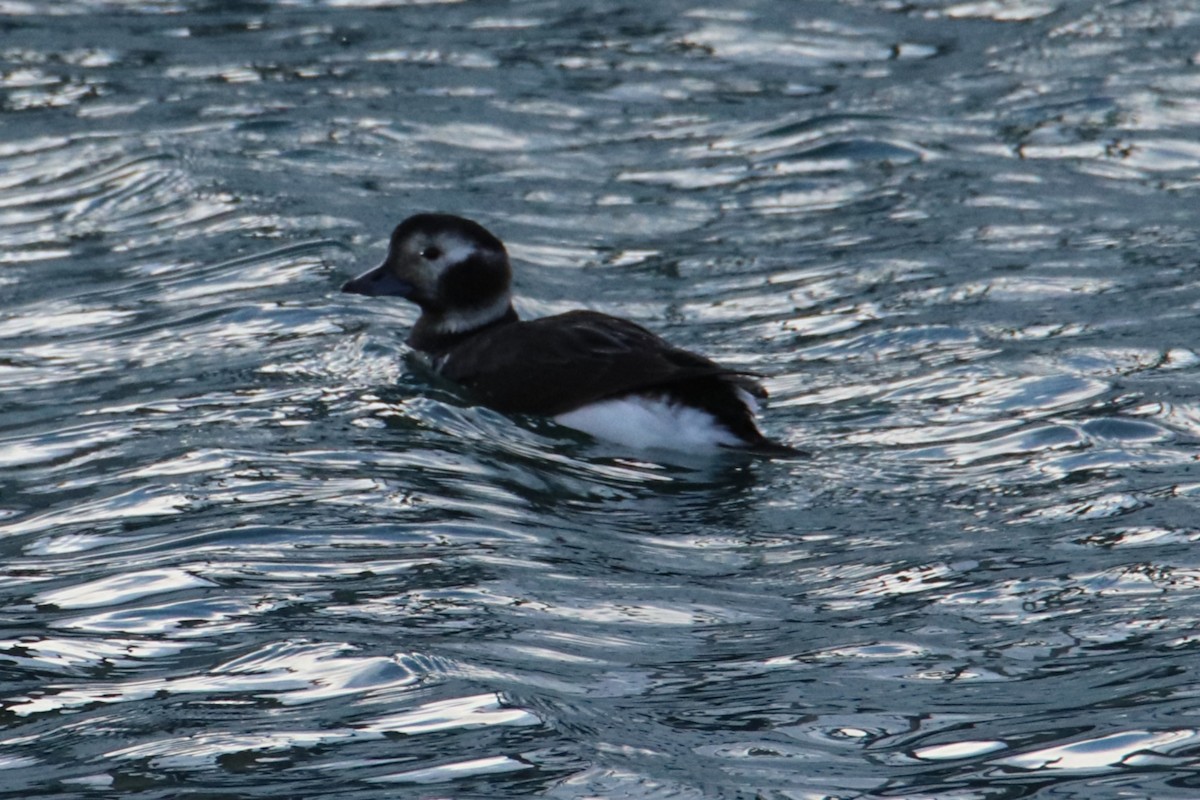 Long-tailed Duck - ML646281788