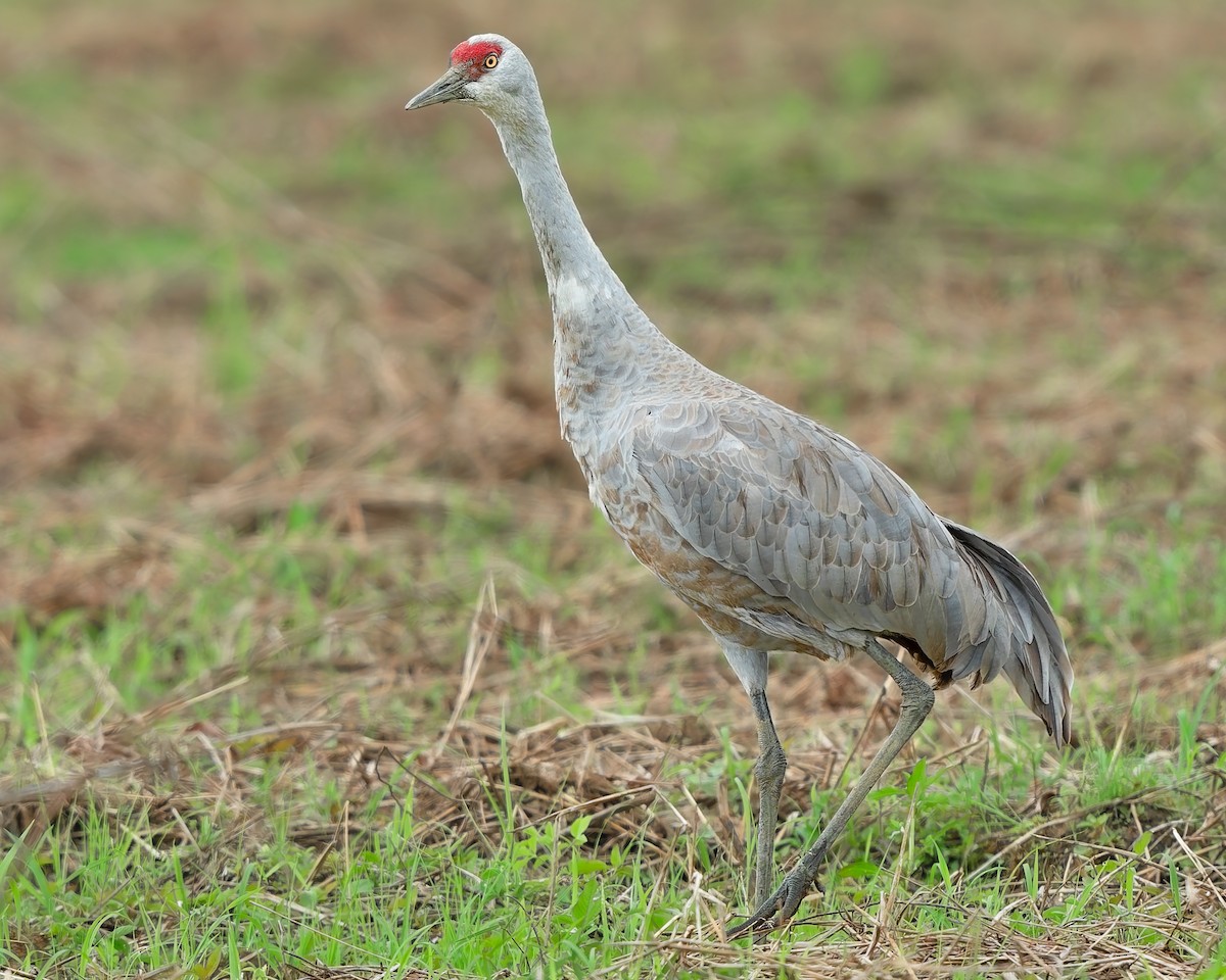 Sandhill Crane - ML646281793