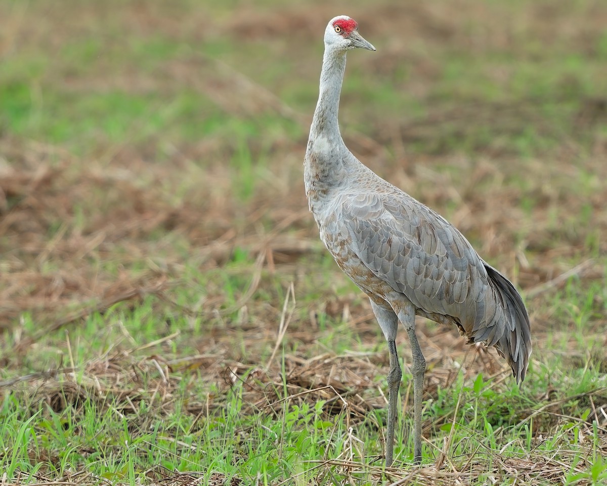 Sandhill Crane - ML646281794