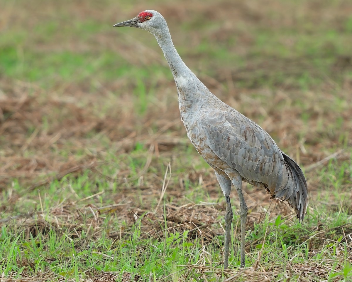 Sandhill Crane - ML646281795