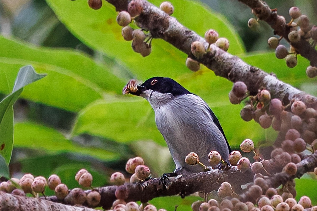 Bicolored Flowerpecker - ML646281801