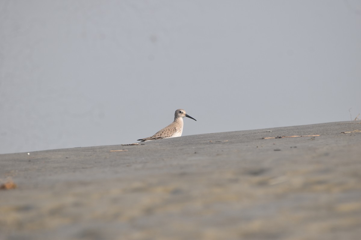 jespák obecný - ML646281804